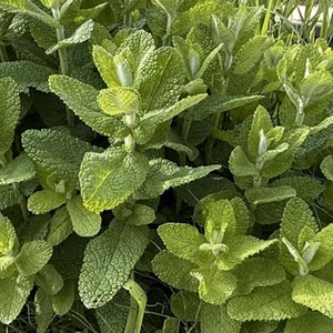 生アップルミント 茎付きフレッシュハーブ 無農薬栽培 クール便