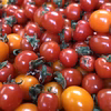ラストスパート！?カラフルトマト 