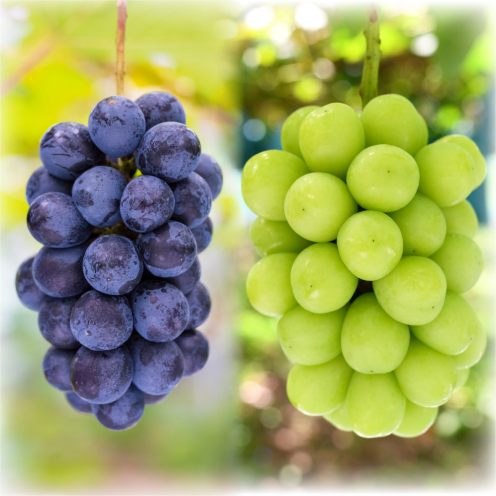 BS-1 花笑み農園『BKシードレス＆シャインマスカット』1kg 9/21