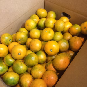 味の濃い小さめ早生ミカン