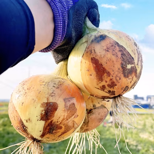 前年度完売／　淡路島スイートオニオン　淡路島産玉ねぎ2.5ｋｇ