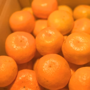 【ゆら早生】10キロ　訳あり　サイズ混合　極早生　有田みかん