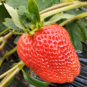 静岡県掛川市産いちご　すずちゃん　１２パック