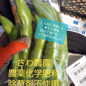 【農薬、化学肥料、除草剤不使用】みずみずしい新鮮そらまめ1kg
