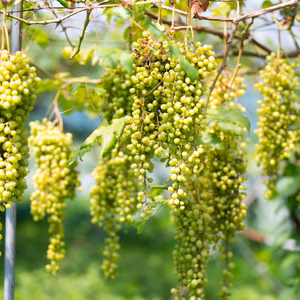 【9月20日ごろ発送開始】世界最大のブドウ「ネヘレスコール」【1〜2房】