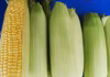【朝採り】【訳あり】とうもろこし