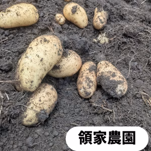 春じゃが　メークイン