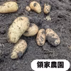 春じゃが　メークイン