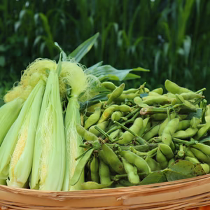 ヤングコーン＆枝つき黒豆の枝豆　de おうち時間(^^♪