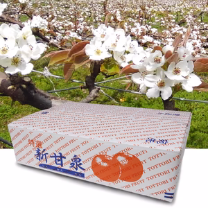 規格外品[新甘泉(しんかんせん)]2.5kg箱(5-8玉)