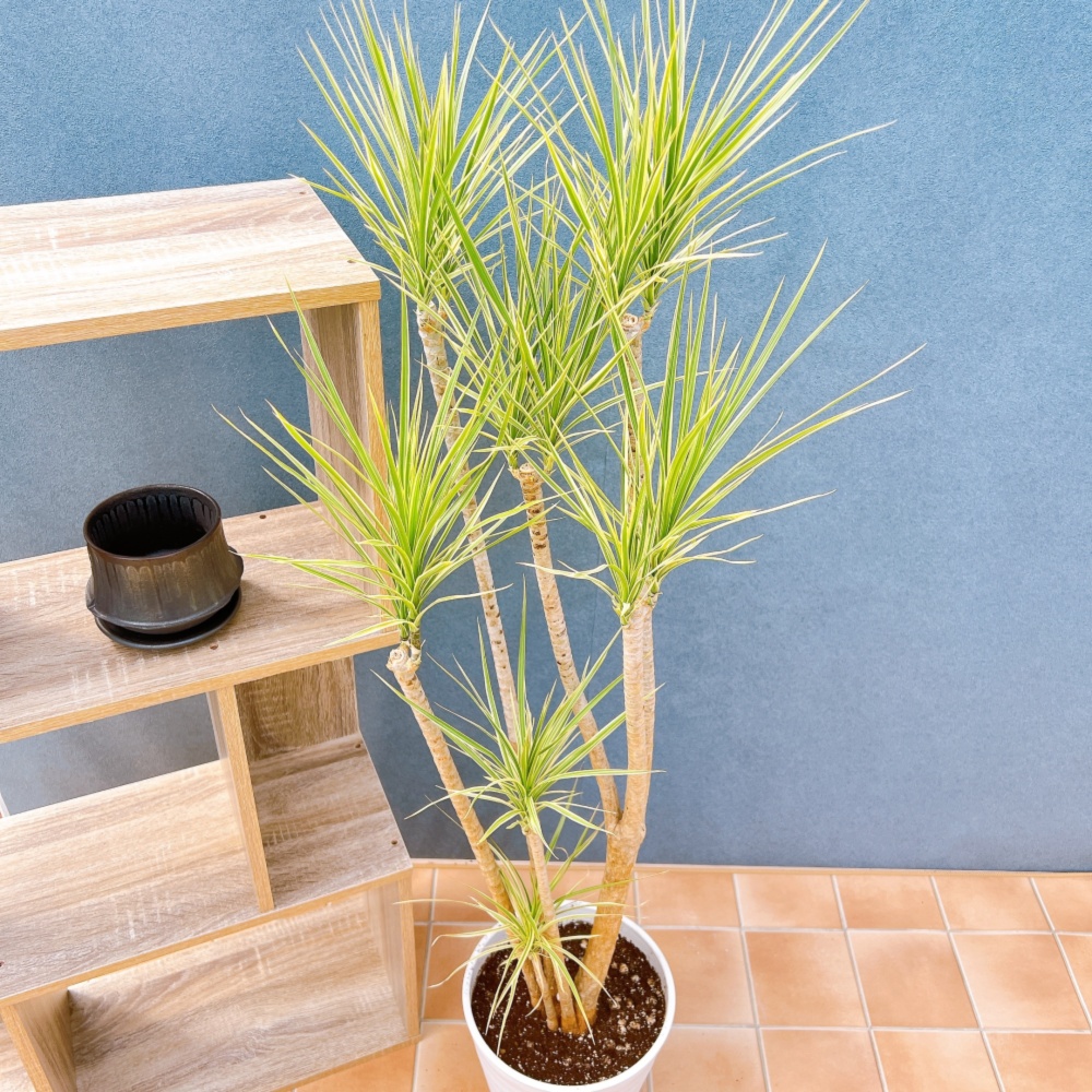 在庫販売】 ドラセナ コンシンネ ホワイボリー 観葉植物 特大