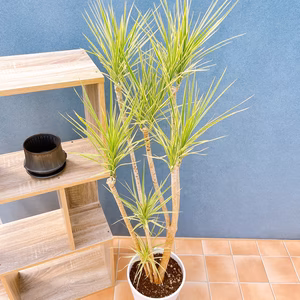 【在庫販売】　ドラセナ　コンシンネ　ホワイボリー　観葉植物　特大　インテリア