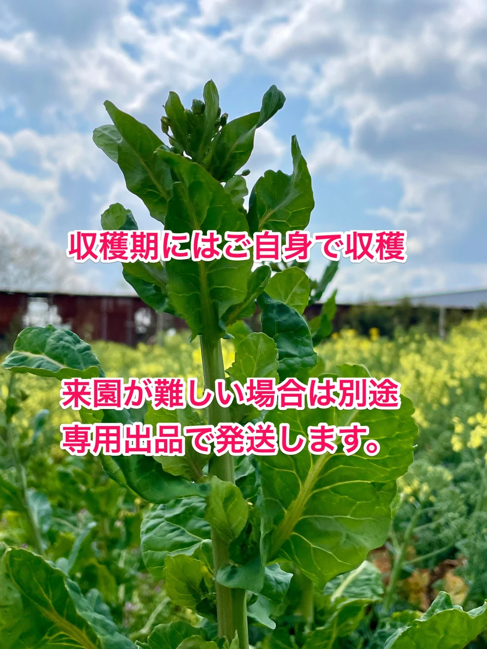 野菜栽培体験】農園で野菜を育てる農体験！収穫出来た野菜はお持ち帰り