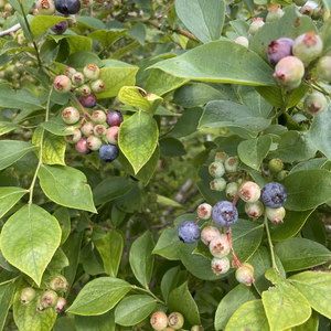 【予約販売】朝採れ！生ブルーベリー（宮崎県小林市産 金﨑農園）