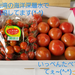 深層水トマトとミニトマトのアイコ詰め合わせ(^-^)んまいがいちゃ~!