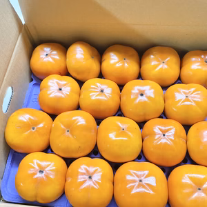 令和7年産 石川県産 エコ栽培 次郎柿 かき カキ 1箱 Mサイズ