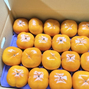 令和5年産 石川県産 エコ栽培 次郎柿 かき カキ 1箱 Mサイズ
