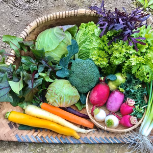 再開❗採れたて新鮮野菜！愛情と手間暇かけました！