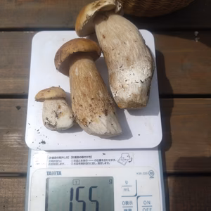 ◆ニセコ産◆天然生ポルチーニ　きのこ