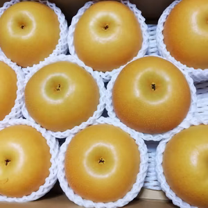 【樹上完熟】あきづき梨(もぎたて直送)