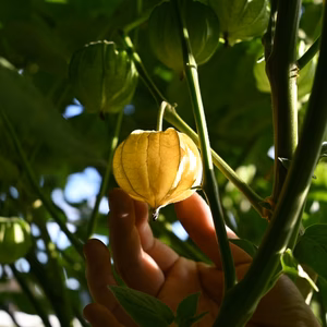 オーガニック栽培(農薬・化学肥料・除草剤不使用)　高萩ほおずき500ｇ