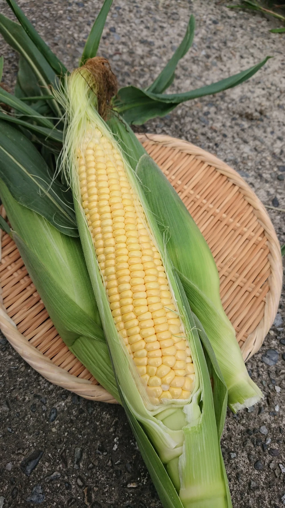 コロナに負けないぞ！安西農園の生食出来て甘いトウモロコシ(味来)