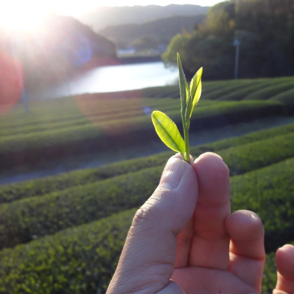 ほうじ茶2種類【メール便185円♡】【TeaBag太陽＆琥珀、農薬不使用お茶