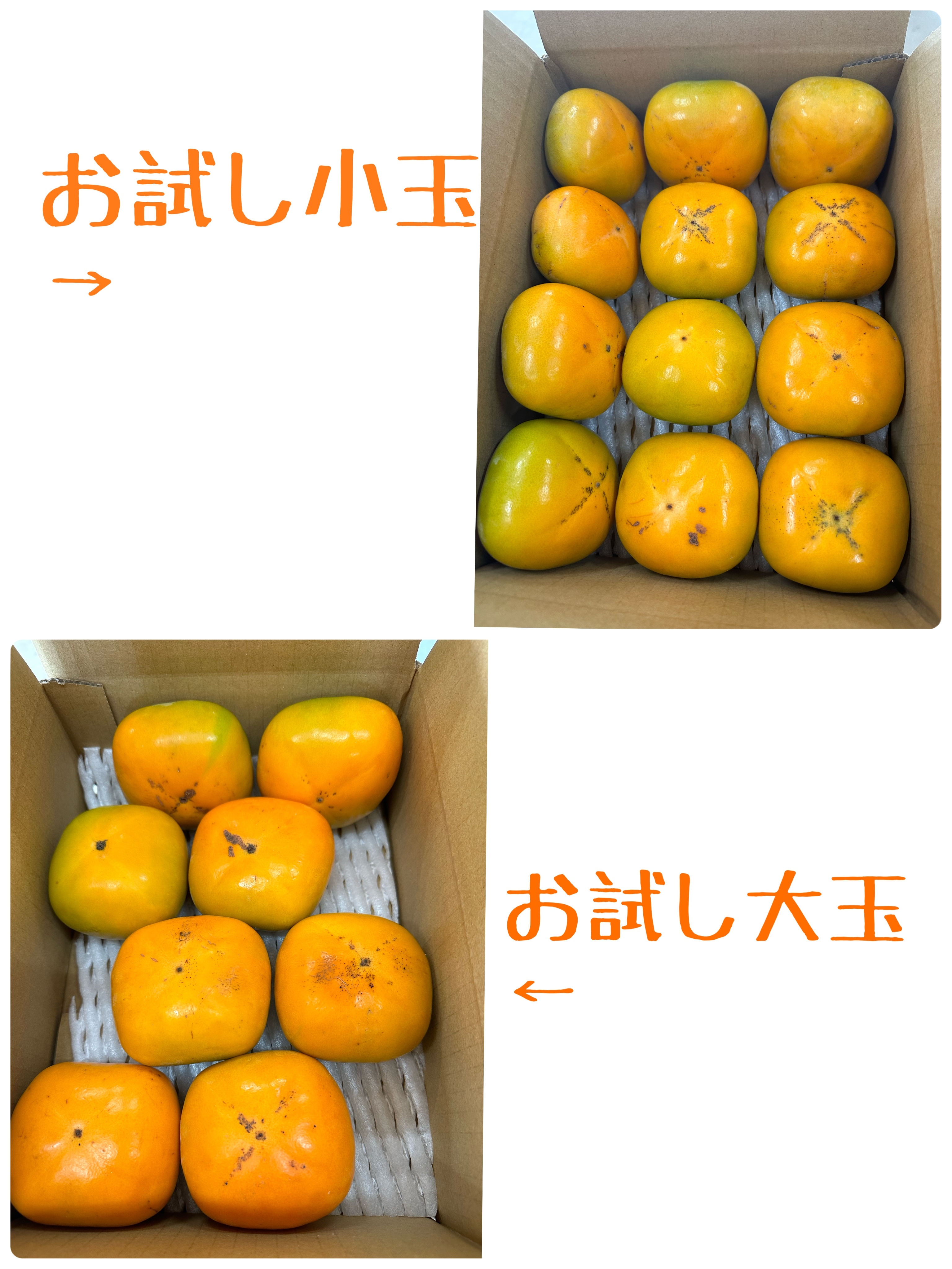 ①全てSサイズ　和歌山県産たねなし柿(刀根早生)箱込み2kg　家庭用
