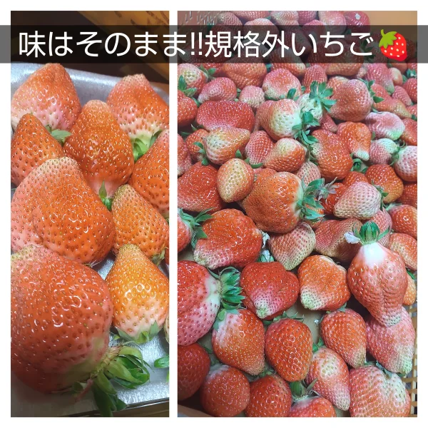 いちごさん、加工用800g - 果物