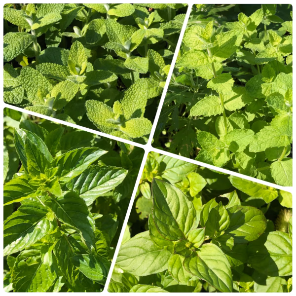 まもなく販売終了【農薬・化学肥料不使用栽培】お庭育ちのミントお楽しみ4種セット