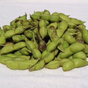 兵庫県丹波篠山市産　丹波白大豆枝豆　さやのみ５００g入り