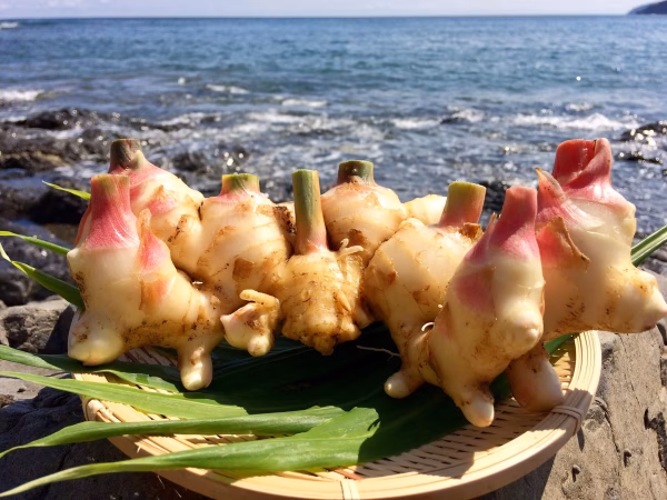 ご予約受付中！25年10月27日出荷【高知県産】サクサク美味しい掘りたて新生姜