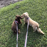 チョコクッキー