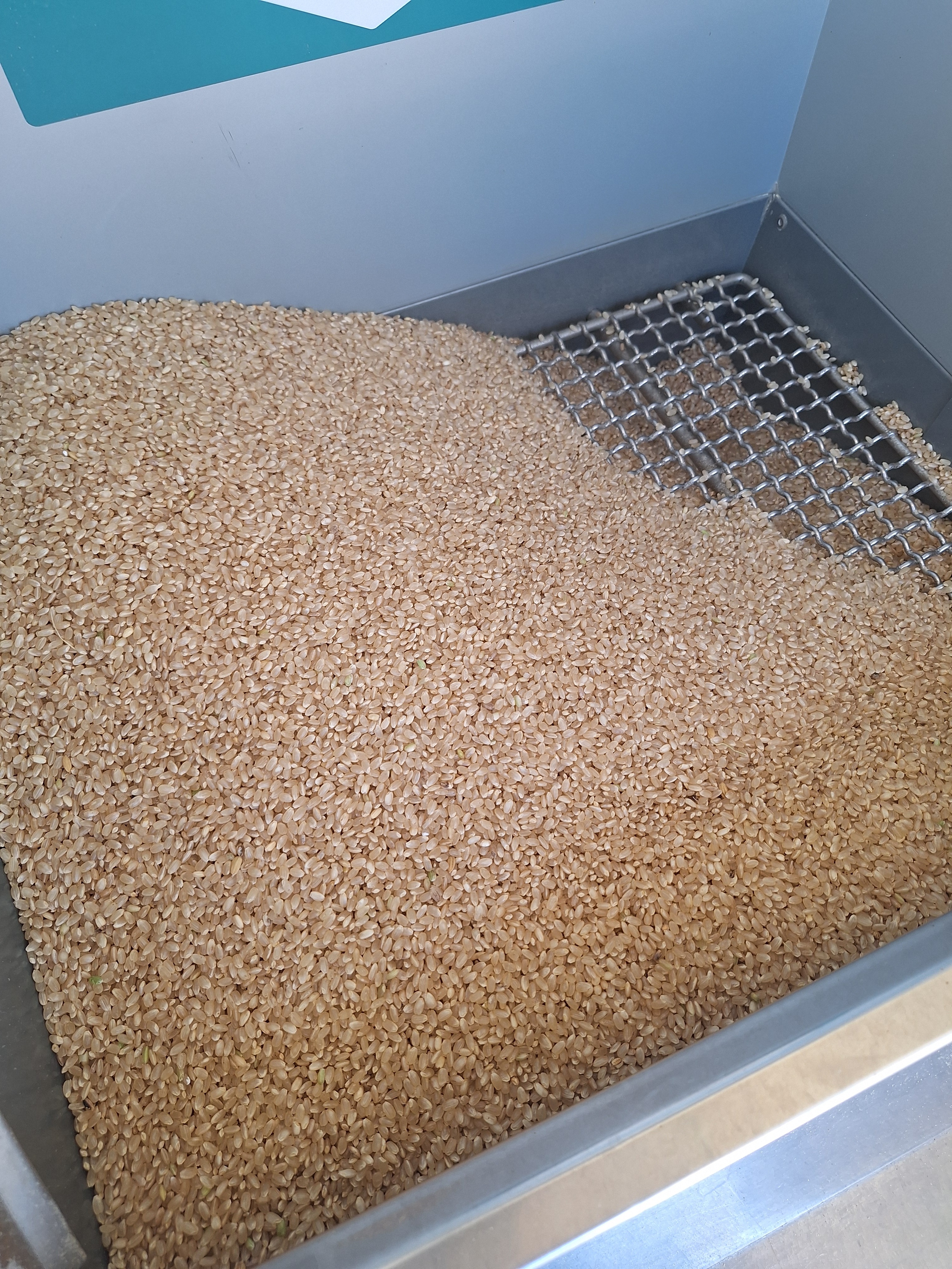 新米✨令和3年8月収穫✨高知県産✨25kg ◇産地直送◇ ＜令和6年産＞ 新潟県産 新之助 【白米25kg】