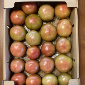 訳あり　秋味トマト　桃太郎　サイズお任せ 4Kg箱