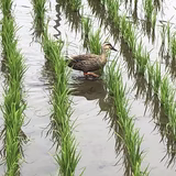 ひろこちゃん☆