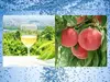 【スパークリング500㎖×2本を３種】南プス産ベリーＡと甲州、桃の100％果汁