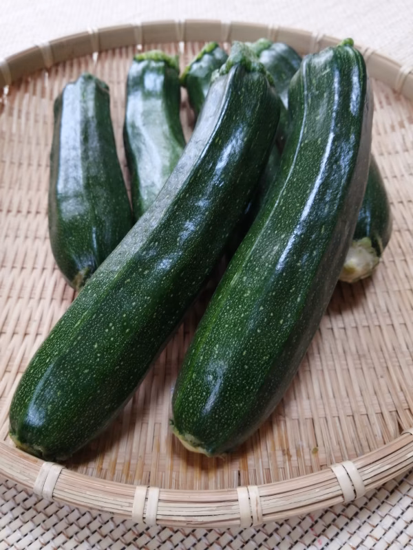 【無農薬・無化学肥料】朝採り！今が旬のズッキーニ♪愛媛県今治市伯方島産