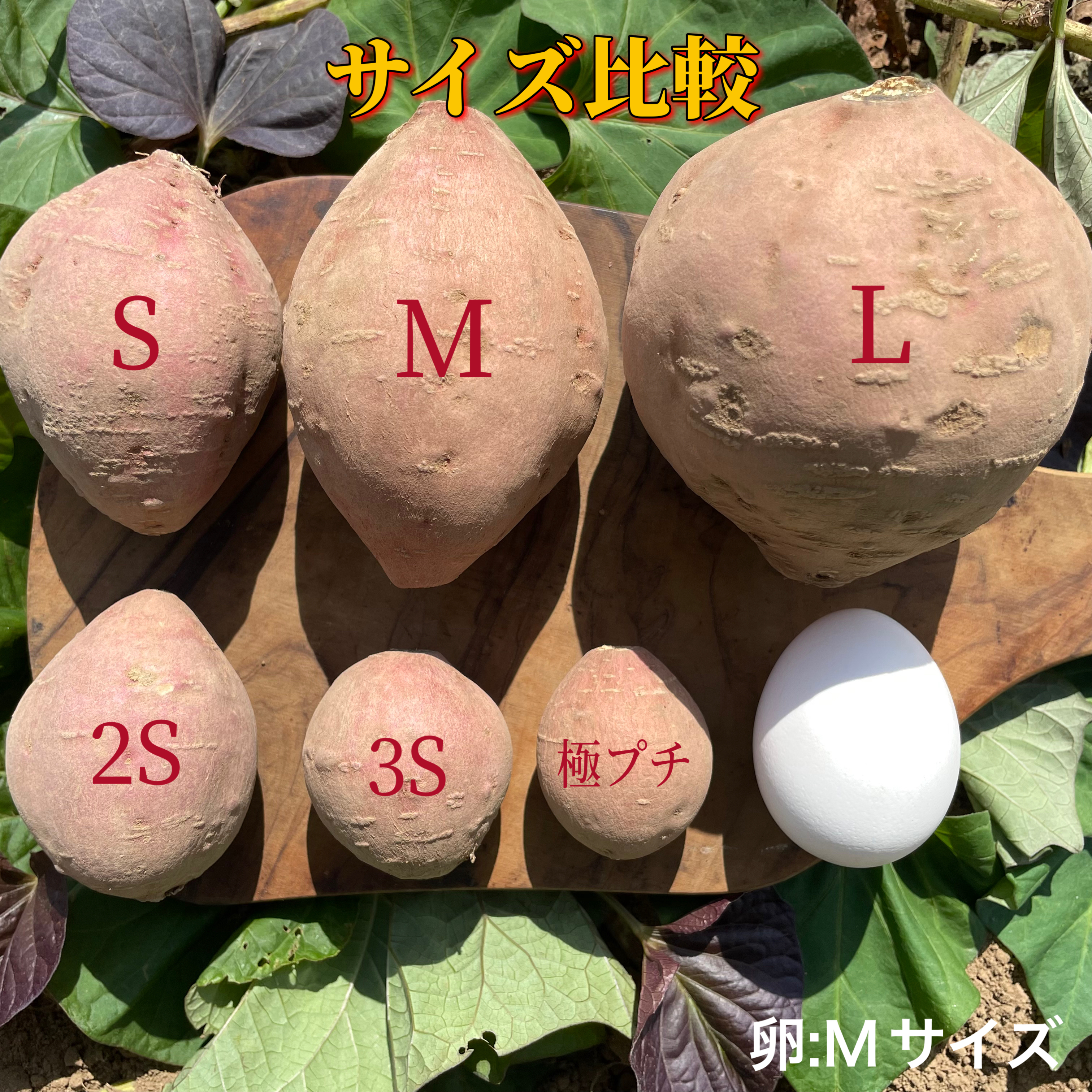 絶品】種子島産 安納芋 Lサイズ｜aimo農園｜さつまいもの商品