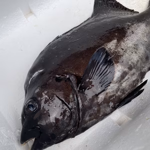【魚突き】捕獲動画あり　石鯛1.6kg鱗、下処理済み