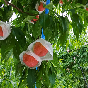 ハチミツの甘さのモモネク（ハネージュ）訳あり