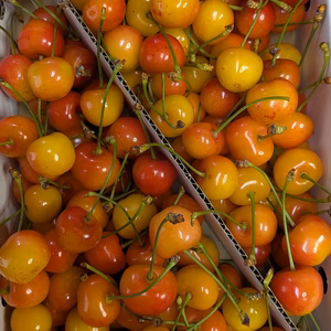 さくらんぼ加工原料2kg