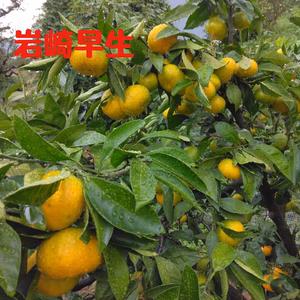 フォロワー限定　静岡県産　極早生みかん　岩崎早生　大小バラバラ　 約4.5㎏