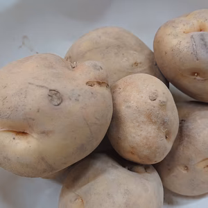 北海道産だんしゃく