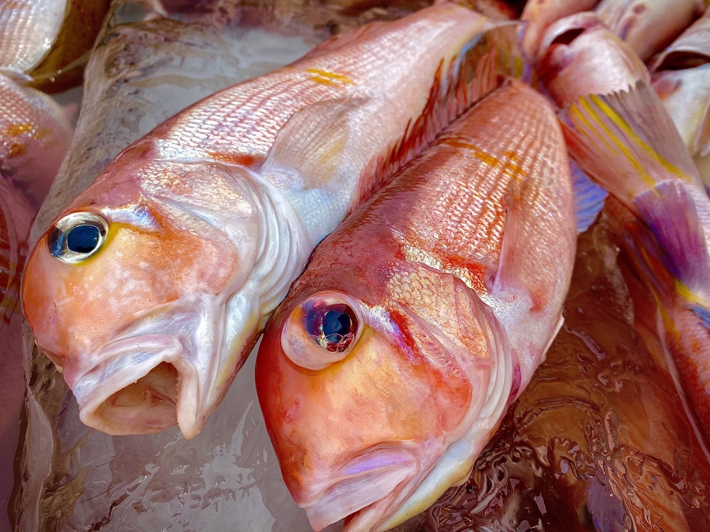 高級魚 天然甘鯛 農家漁師から産地直送の通販 ポケットマルシェ