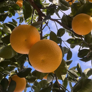 ほろ苦くて甘酸っぱい！はっさく(箱込み10kg.5kg)