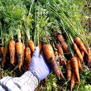 とても甘い八ヶ岳高原の間引きにんじん　小さめ（農薬・化学肥料不使用）