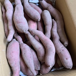 【送料無料‼️】無農薬無化学肥料　訳あり！さつまいも⭐︎あまはづき