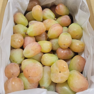 残り1箱【訳あり】自家農園の バイオレットキング 【粒1.5Kg】