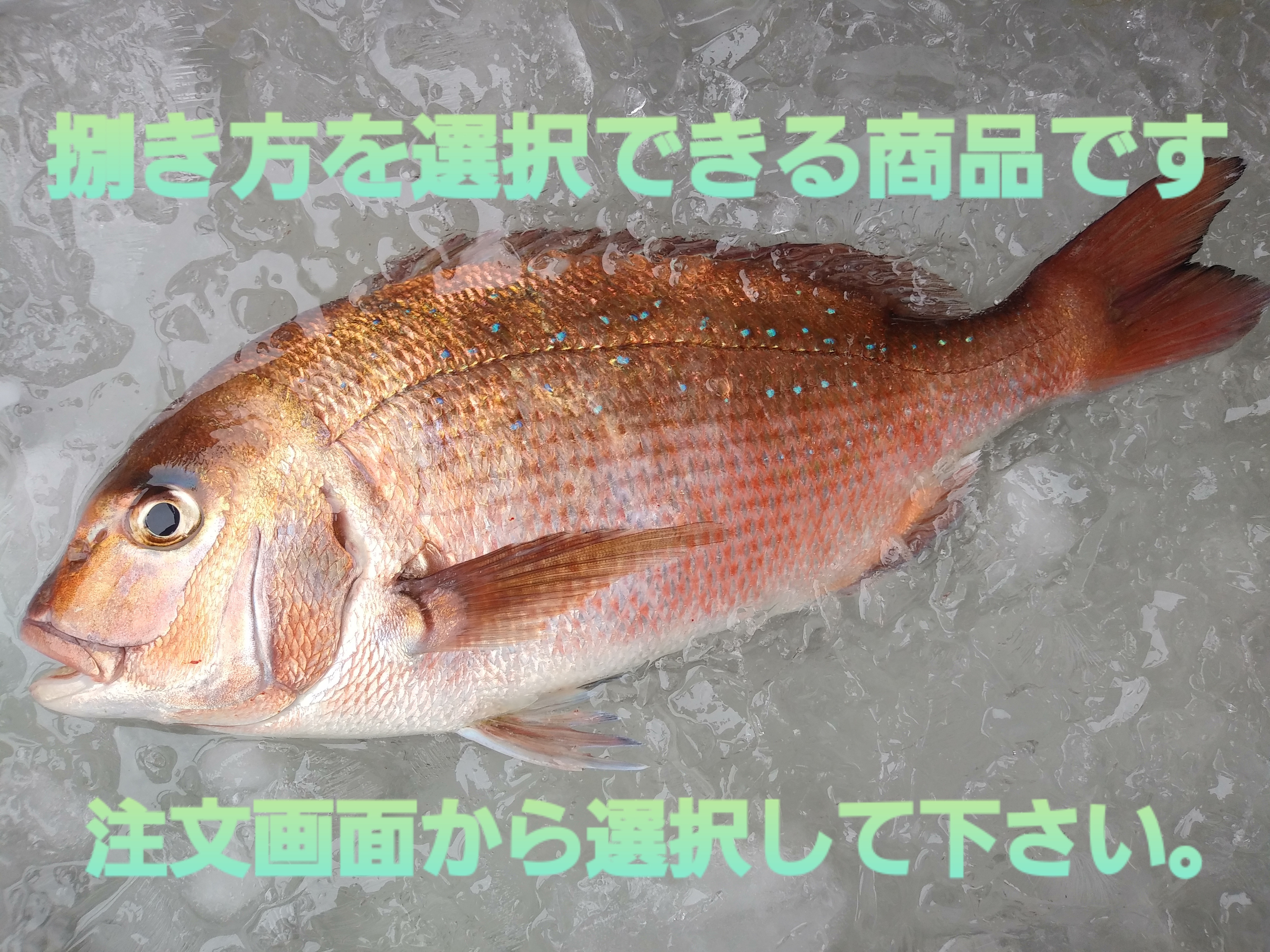 コロナ特売 活〆日本本土最西端の海で大切に育てた真鯛 農家漁師から産地直送の通販 ポケットマルシェ